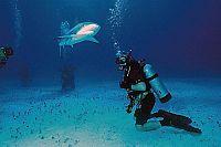 Haie hautnah [DVD], 7