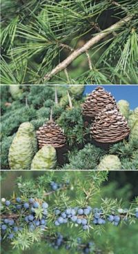 Welcher Baum ist das?, 8