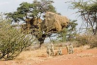 Wächter der Wüste [DVD], 6