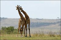 Animals in Love - Tierisch verliebt [Blu-ray], 2