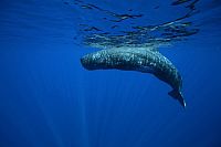 Unsere Erde - Unsere Meere  [DVD], 6