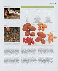 Der moderne Gemüsegarten, 2