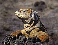 Galapagos [Blu-ray], 5