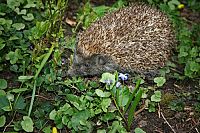 Ein Igel namens Hogi [DVD], 2