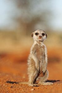 Neues von den Erdmännchen [DVD], 3