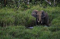 Das Geheimnis der Bäume  [Blu-ray], 2