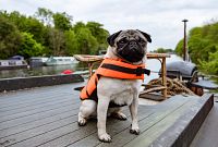 Ein Mops zum Verlieben [DVD], 3