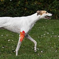 Kinesiologie Taping für Hunde, 6