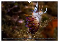 Unterwasser - Nacktschnecken 2025, 7