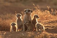 Wächter der Wüste [Blu-ray], 7