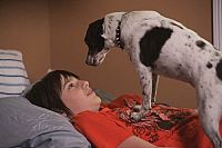 Vampire Dog [DVD], 4