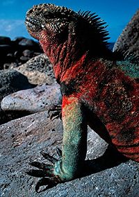 Galapagos [Blu-ray], 4