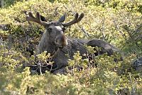 Wildes Skandinavien [Blu-ray], 4