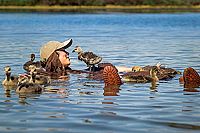 Der Junge und die Wildgänse [DVD], 3