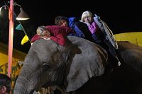 Sophie & Shiba [Blu-ray], 5