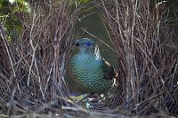 Le voyage de la vie [Blu-ray], 5