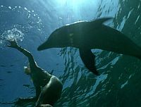 Die Delfinflüsterin [DVD], 4