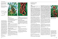 Enzyklopädie der psychoaktiven Pflanzen, 6