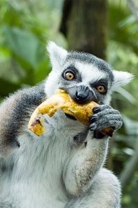 Wildes Madagaskar - Die Insel der Lemuren  [Blu-ray], 4