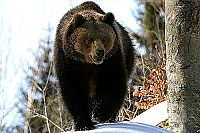 Seen on IMAX 3D: Bären - Magie in der Wildnis [DVD], 5