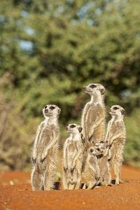 Neues von den Erdmännchen [Blu-ray 3D], 3