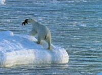 Ultimate Wildlife Vol. 7: Kälte & Primaten [DVD], 3