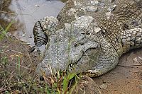 Faszination Amazonas - Südamerika [Blu-ray], 7