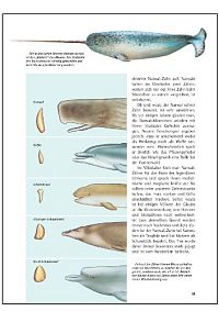 Wale und Delphine, 5