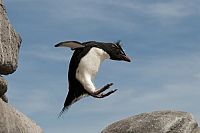 Pinguine hautnah [DVD], 6