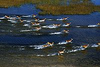 African Safari [Blu-ray], 3