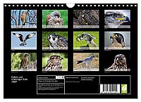 Falken und Greifvögel - Edle Jäger, 1