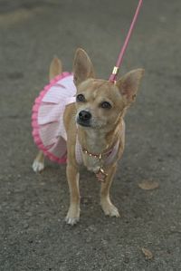 Natürlich Blond 2 [DVD], 4