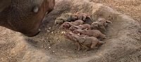 Sur la terre des dinosaures [DVD], 3