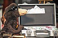 Geld her oder Autsch'n! [DVD], 2