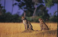 Kalahari - Afrikas paradiesische Wüste [DVD], 4