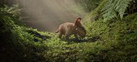 Sur la terre des dinosaures [DVD], 5