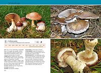 Welcher Pilz ist das?, 5