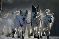 Odyssee durch Sibirien [DVD], 2