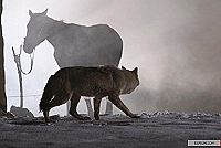 Unter Bestien - Der alte Mann und die Wölfe [DVD], 5