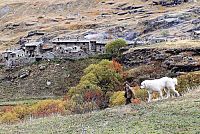 Belle & Sebastian [DVD], 2