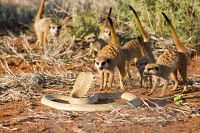 Wächter der Wüste [Blu-ray], 4