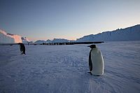 Pengi und Sommi - Die neue Reise der Pinguine [DVD], 3