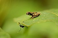 Das Geheimnis der Bäume  [Blu-ray], 4