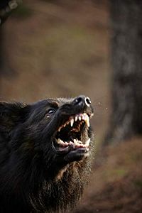 The Pack - Die Meute [DVD], 7