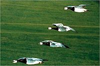 Le Peuple Migrateur [DVD], 1