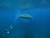 Big Mouth - Mein Freund der Walhai  [Blu-ray], 9