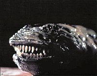 Der Killerparasit [DVD], 1