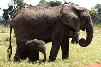 Wundervolles Afrika [Blu-ray 3D], 9