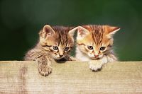 Das grosse Katzen-ABC  [DVD], 5