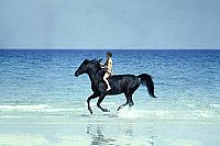 Der Schwarze Hengst - Der Schwarze Hengst kehrt zurück [DVD], 8